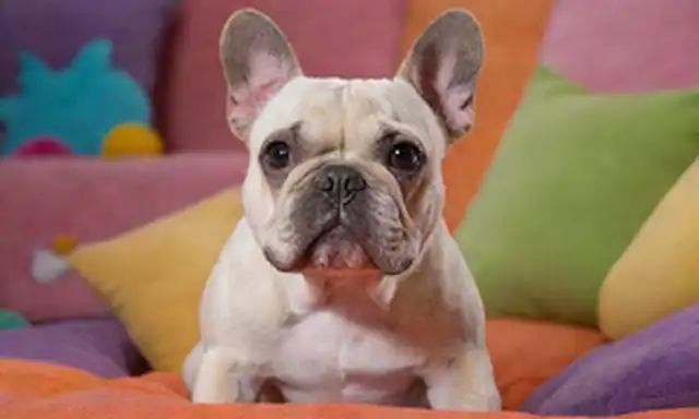 Un Bulldog francés con cara arrugada, hocico corto y orejas de murciélago; sentado en un fondo colorido, rodeado de juguetes y cojines; teniendo una expresión relajada y juguetona