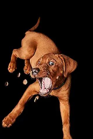 Buscar ayuda profesional para tratar el hiperapego en perros