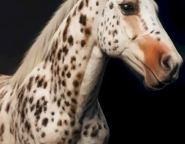 Image of the Caballo appaloosa, a magical horse, should be displayed in the article.