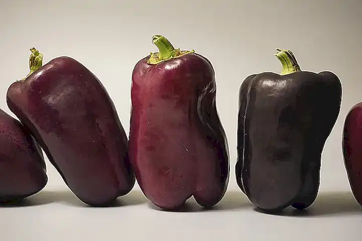 Calcular la cantidad de comida para gatos con problemas saludarios