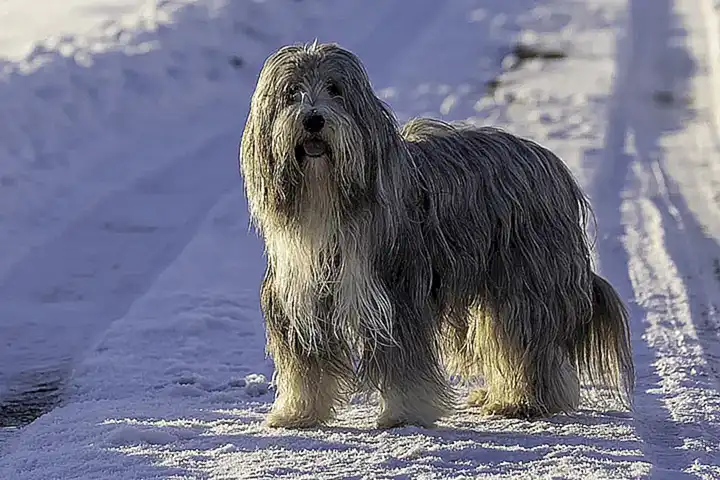 Caracteres comparados con el Collie Barbudo