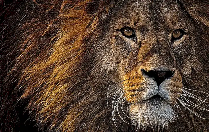 Caracteres psicológicos del León Bergerano