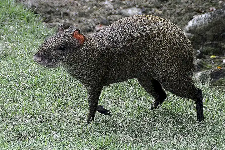 Característica del color agouti