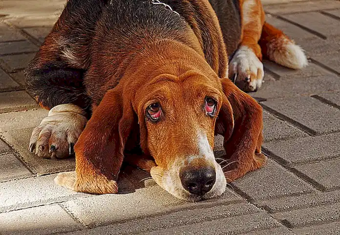 Característica delBloodhound moderno