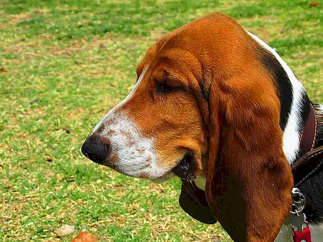 Características de la raza Basset Hound