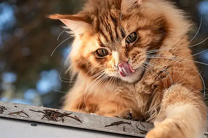 Características de la raza Maine Coon