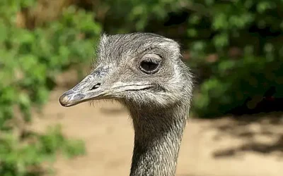 variedad-de-tamanos-y-estilos-de-jaulas_h2_1051.webp