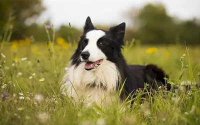 necesidades-de-ejercicio-y-entrenamiento-del-border-collie_h2_126.webp