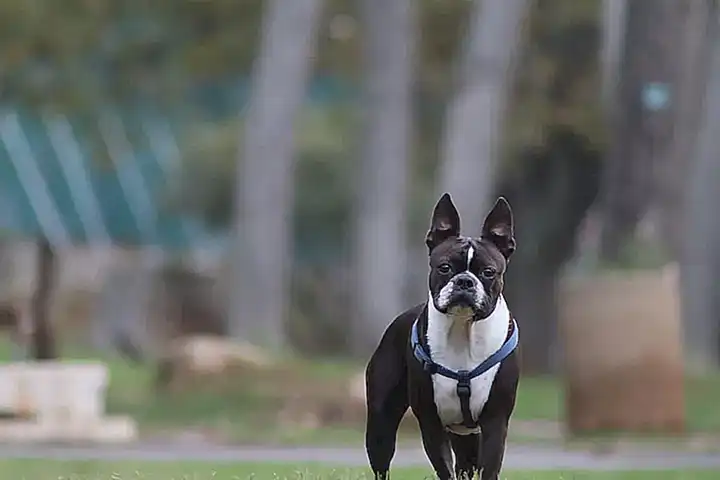 Características del Boston Terrier