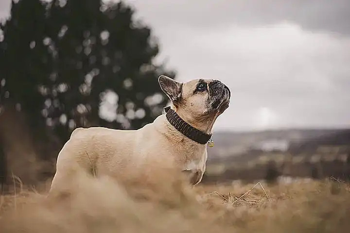 Características del Bulldog Francés