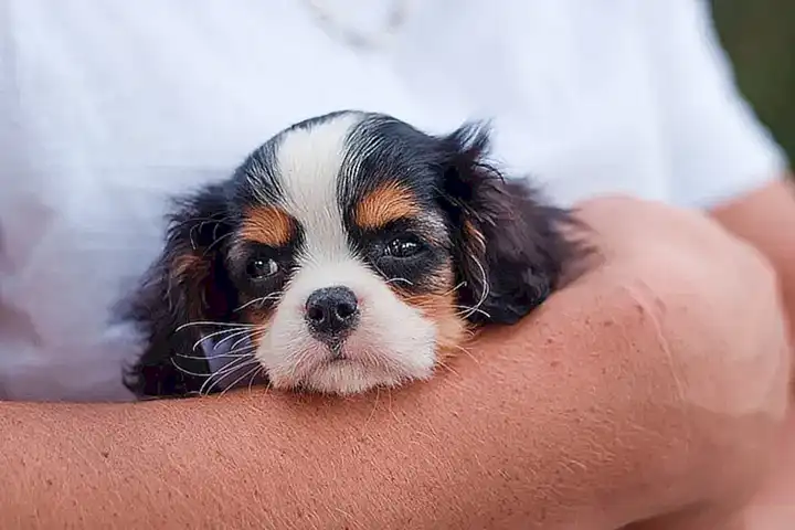 Características del Cavalier King Charles Spaniel