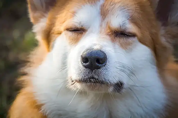 Características del Corgi Galés de Pembroke