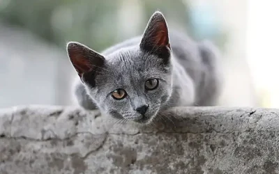 sociabilidad-del-gato-british-shorthair-con-ninos-y-perros_h2_204.webp