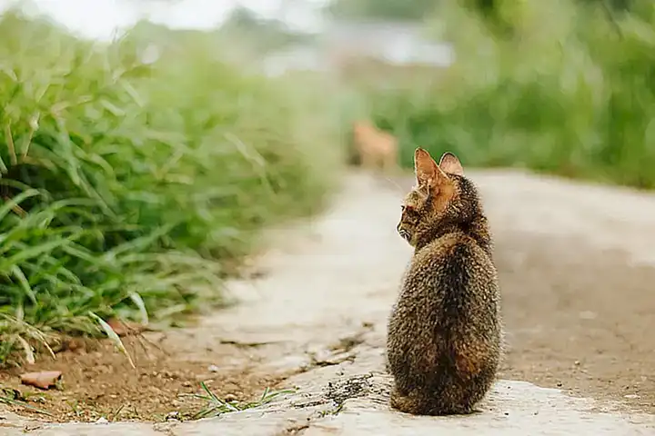 Características del gato callejero