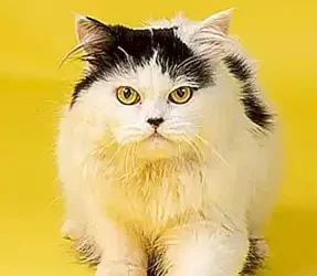 historia-del-gato-persa_h2_309.webp