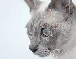 origen-del-gato-tonkines_h2_318.webp