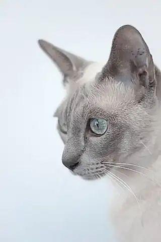 origen-del-gato-tonkines_h2_318.webp
