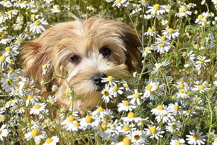 Características del Havanese