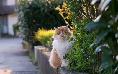 cuidados-especificos-para-gatos-de-pelo-largo_h2_68.webp