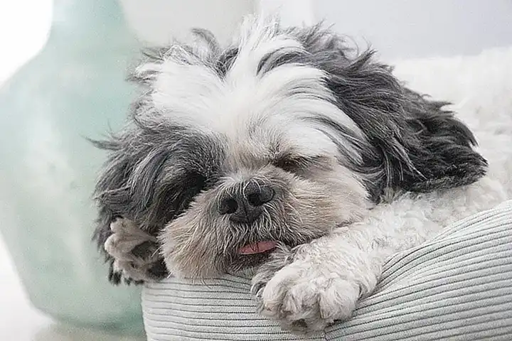 Características del Shih Tzu