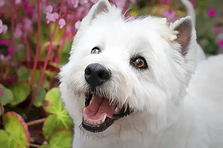 Características del West Highland White Terrier