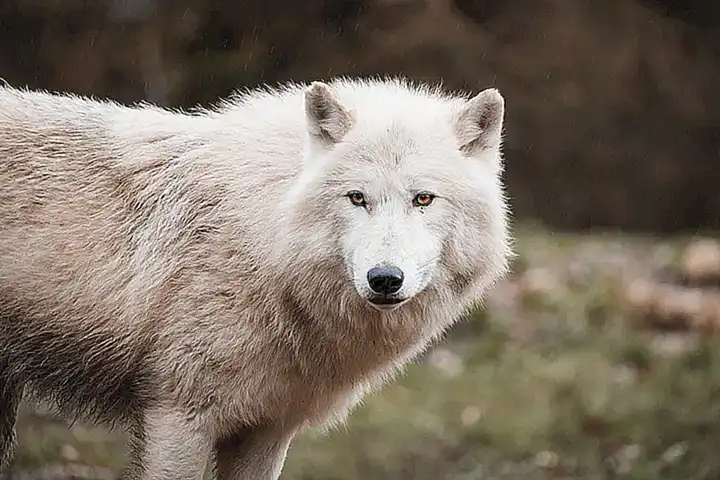 Características físicas de la araña lobo