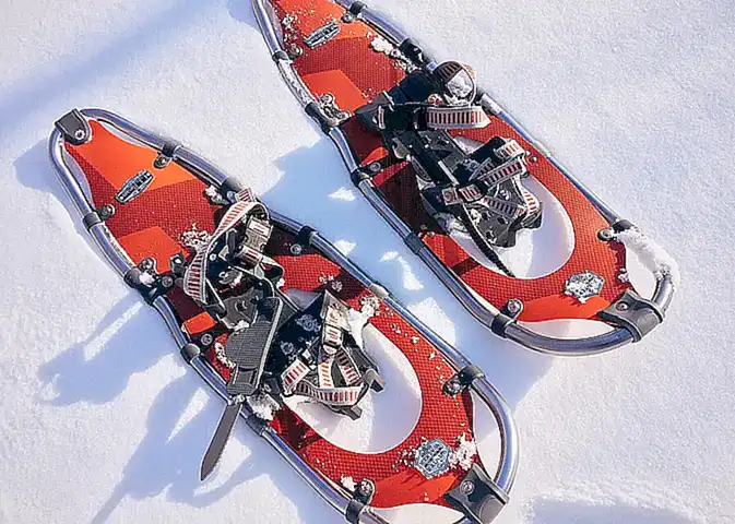 Características físicas de la raza Snowshoe
