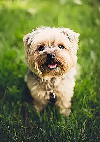 Características físicas de las razas de perros siempre adorables
