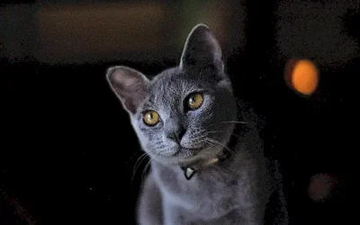 comportamiento-del-gato-hibrido_h2_286.webp