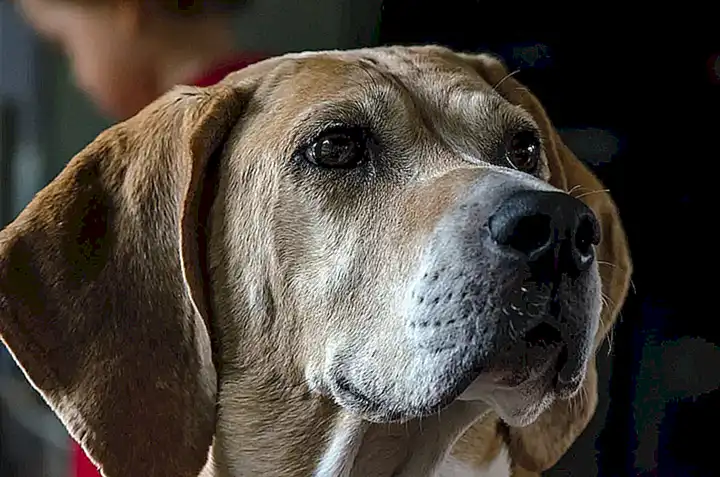 Características físicas del Foxhound