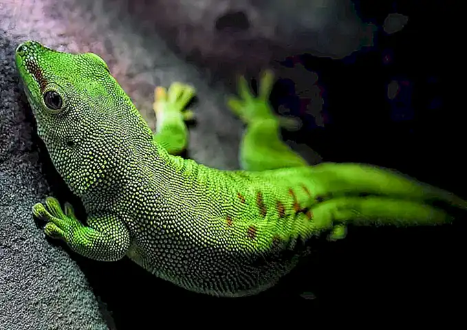 Características físicas del gecoperdido