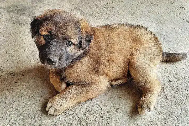 Características físicas del Leonberger