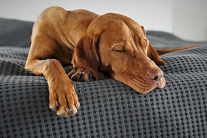 Características físicas del vizsla