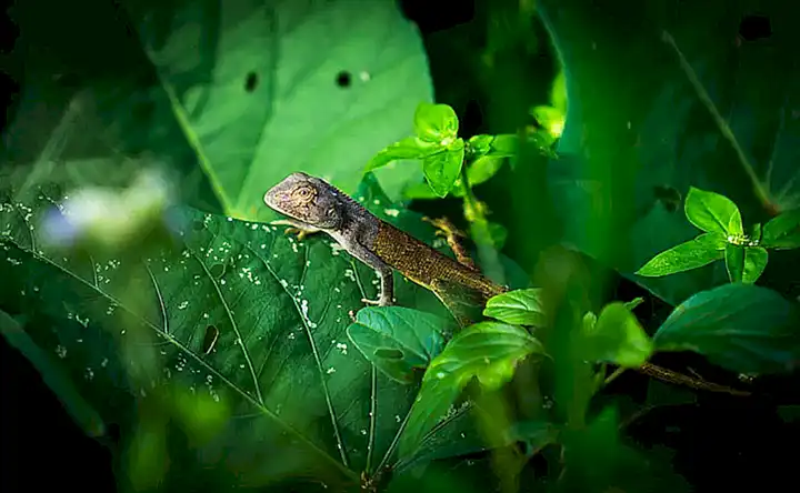 Características generales del salamandra y el tritón