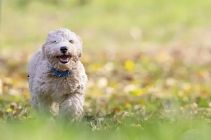 Características y comportamiento del bichón frisé