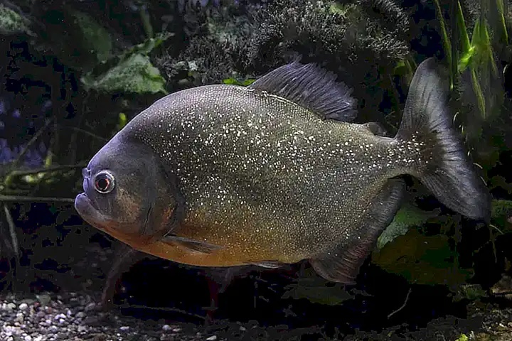 Características y cuidados especiales para mantener una piraña en un acuario