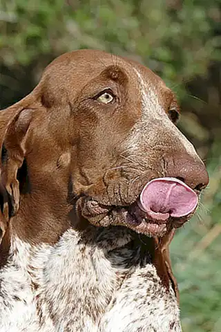 Caracterización del Bracco italiano