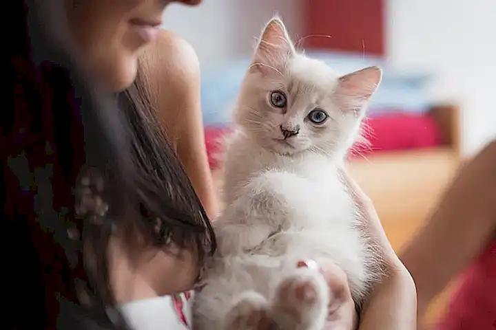 Carencia de vacunas en la raza de gato Singapura
