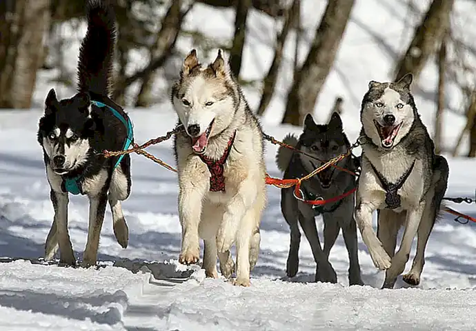 Carrera de trineos y el desarrollo del perro de carreras