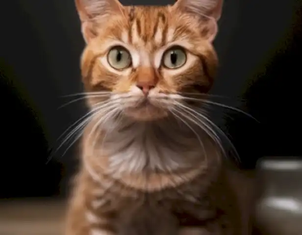 Image of the article should showcase the causes and treatment of Caspa en gatos, including images of symptoms and medical interventions.