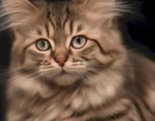 Image of the article should show different cases of cats getting hurt by caspas, along with their respective treatments.