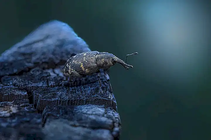 Categoría por Tipo de Parasito