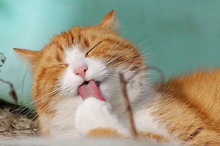 Causas de la compulsión por lamer en los gatos
