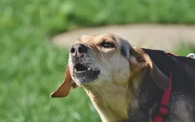 consejos-para-entrenar-al-perro-no-ladrar_h2_389.webp