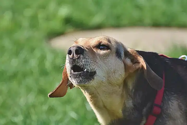 consejos-para-entrenar-al-perro-no-ladrar_h2_389.webp