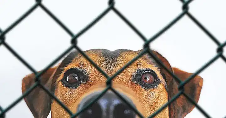 Clasificación de perros potencialmente peligrosos según la Ley de Bienestar Animal