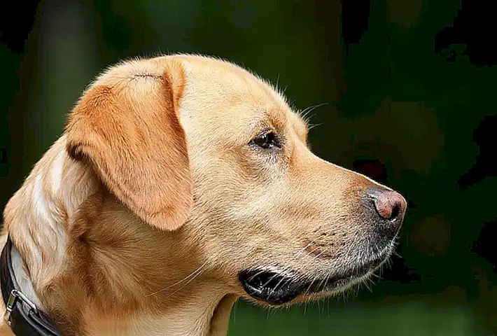Collar de manejo o de cabeza
