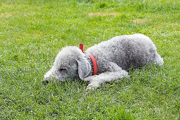 Color del Bedlington Terrier