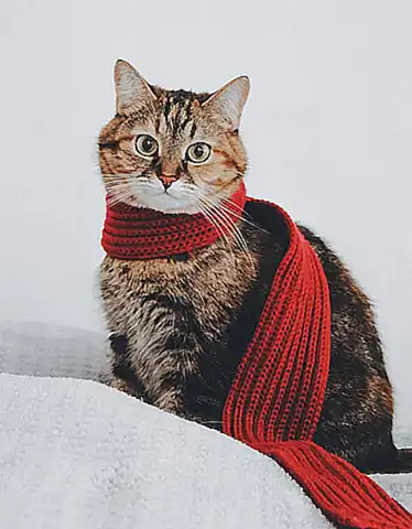 importancia-de-la-hidratacion-en-los-gatos-durante-una-ola-de-calor_h2_38.webp