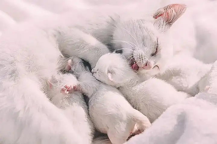 Cómo alimentar a un gato pequeño